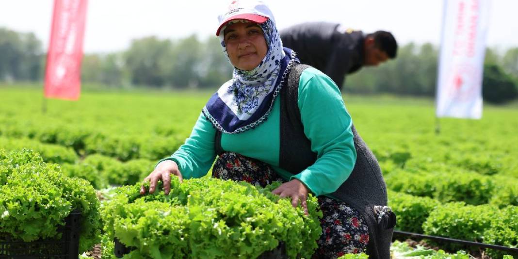 Doğu’nun Çukurovası’nda hasat heyecanı! 200 ton üzeri verim bekleniyor 1